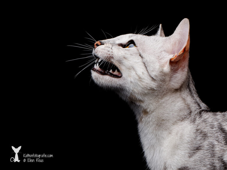 Savannah - F5 STB poes - Black Silver Spotted Tabby - Akilah - Kattenfotografie - Dierfotografie - Door: Ellen Reus - Kattenfotografie.com