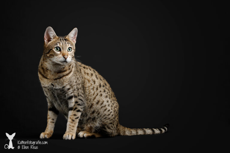 Savannah - Black Tabby Spotted - Guru - 7 jaar oud - Kattenfotografie - Dierfotografie - Door: Ellen Reus - Kattenfotografie.com