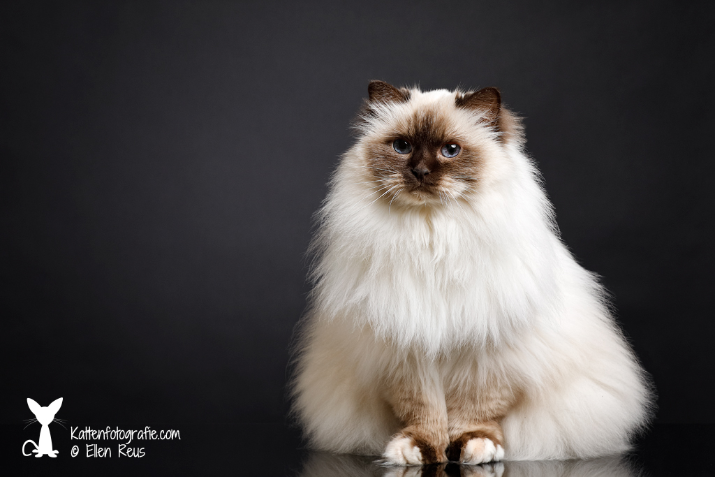 Heilige Birmaan Kattenfotografie