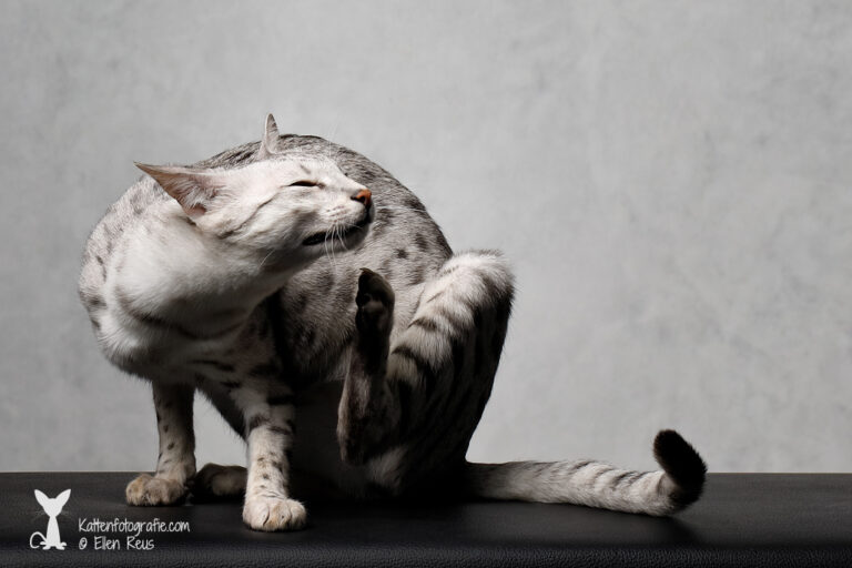 Savannah - F5 STB poes - Black Silver Spotted Tabby - Akilah - Kattenfotografie - Dierfotografie - Door: Ellen Reus - Kattenfotografie.com